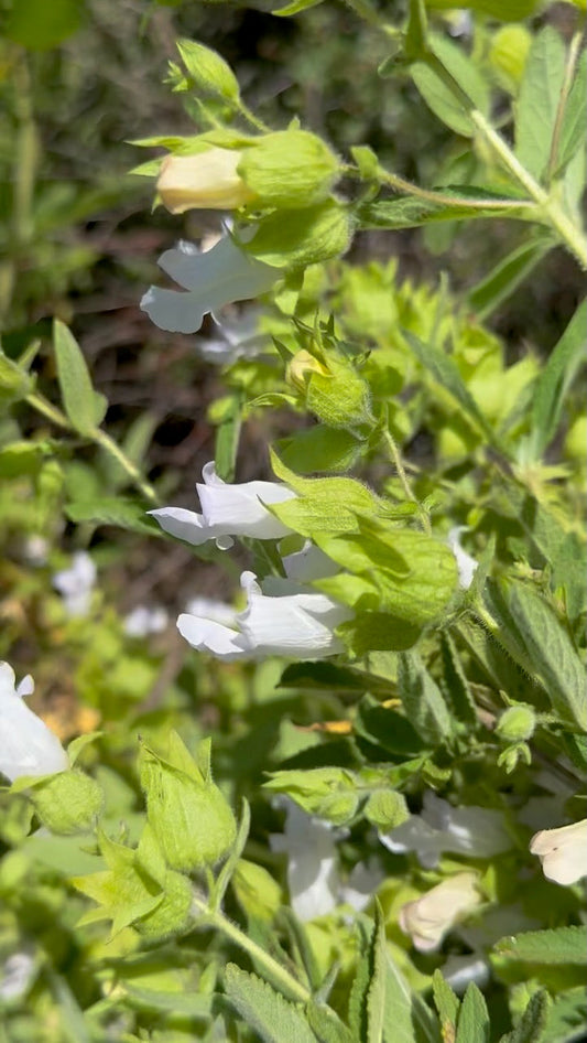 Therapeutics of Pitcher Sage: A Medicinal California Native Herb Profile