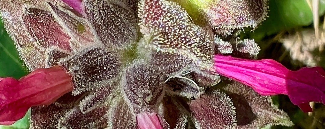 Therapeutics of Hummingbird Sage: A Medicinal California Native Herb Profile