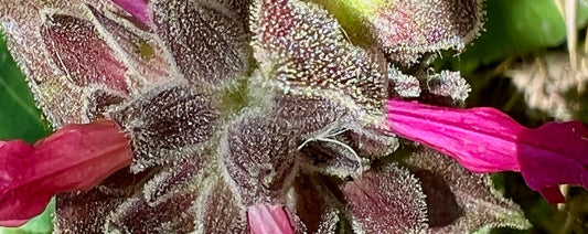 Therapeutics of Hummingbird Sage: A Medicinal California Native Herb Profile