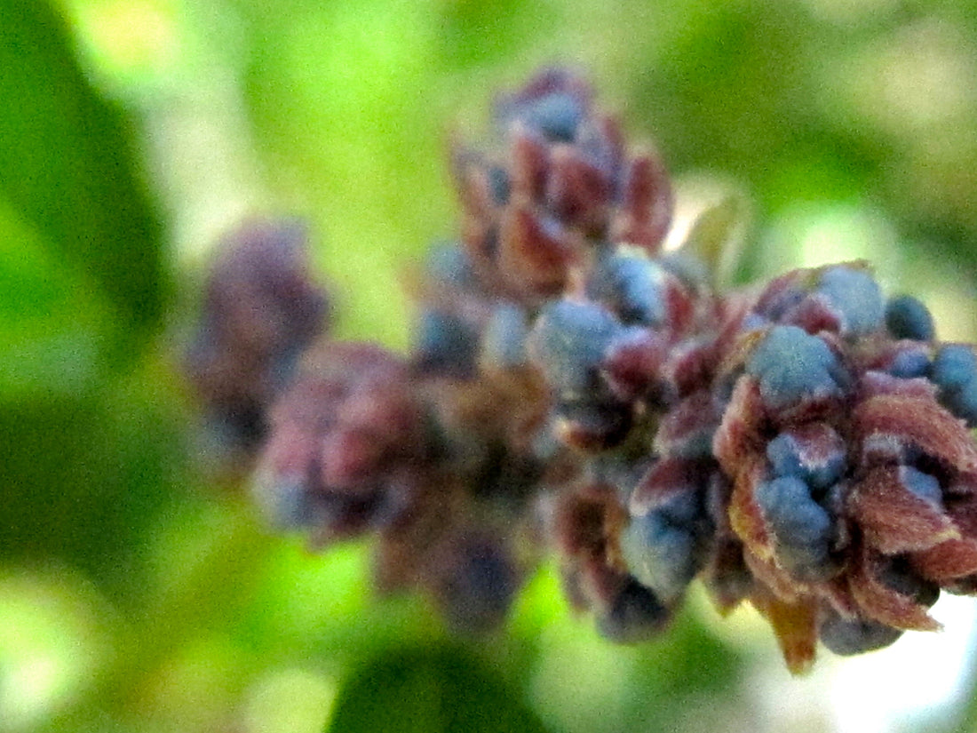 Ceanothus Flower Soap-Scrub: A Single-Ingredient Exfoliating Cleanser