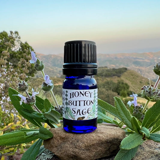 Therapeutics of Honeybutton (Black) Sage: A Medicinal California Native Herb Profile
