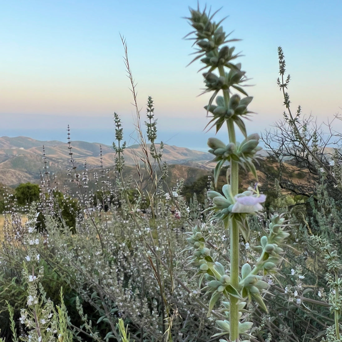 Therapeutics of White Sage: A Medicinal California Native Plant Profile