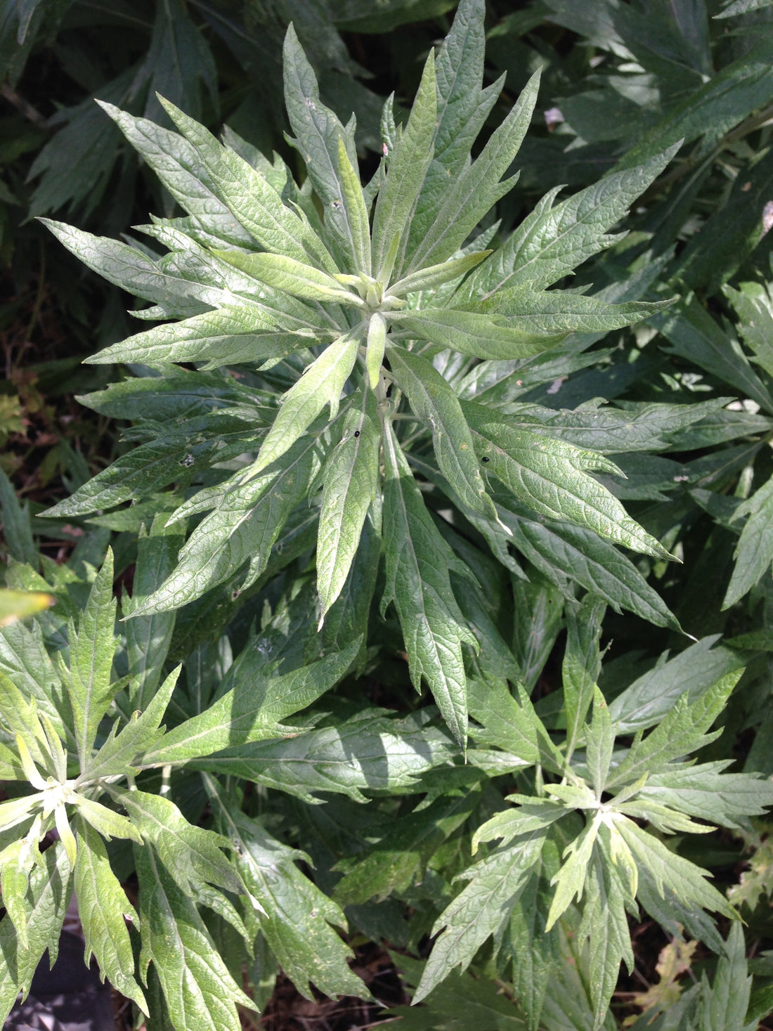Therapeutics of California Mugwort: A Medicinal California Native Plant Profile
