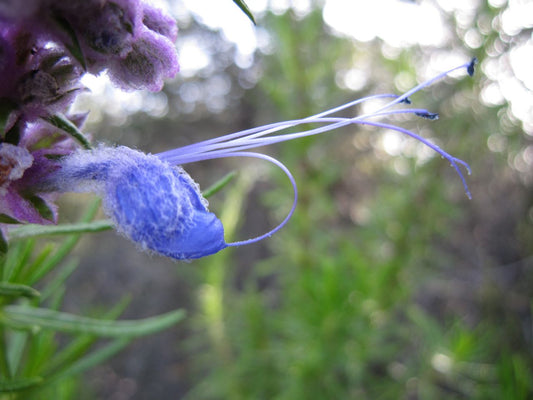 Therapeutics of Woolly Blue Curls: A Medicinal California Native Herb Profile