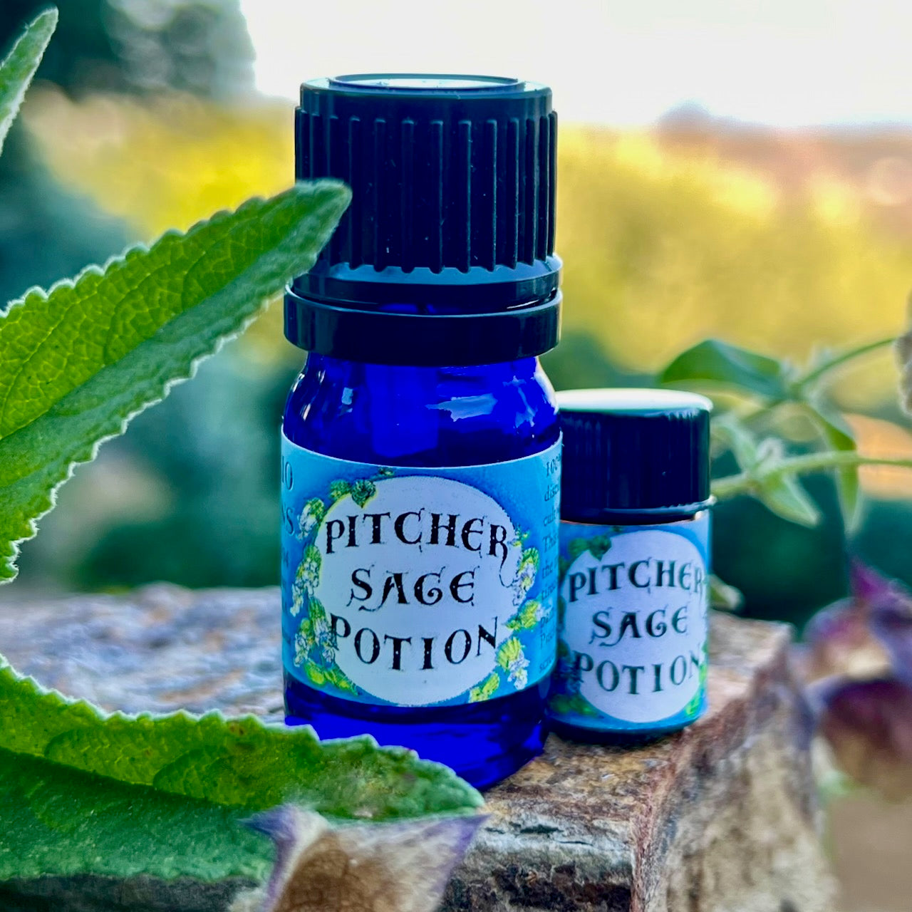 Pitcher Sage Essential Oil – Sustainably Wild Grown, Artisan-Distilled, Pure & Genuine (<em>Lepechinia calycina</em>)