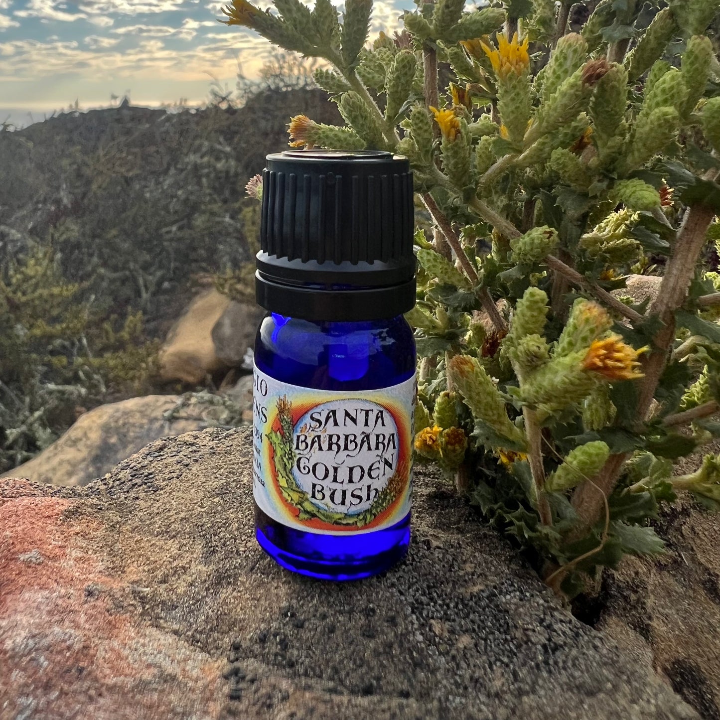 Photograph of Santa Barbara Goldenbush essential oil in a 5 ml bottle on a rock with a sunset and mountains in the background