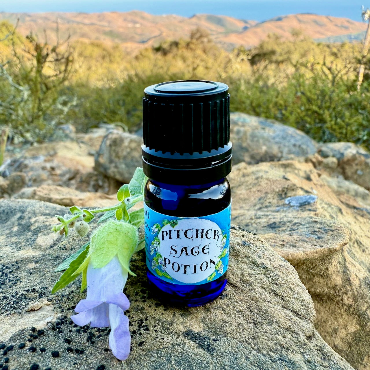 Pitcher Sage Essential Oil – Sustainably Wild Grown, Artisan-Distilled, Pure & Genuine (<em>Lepechinia calycina</em>)