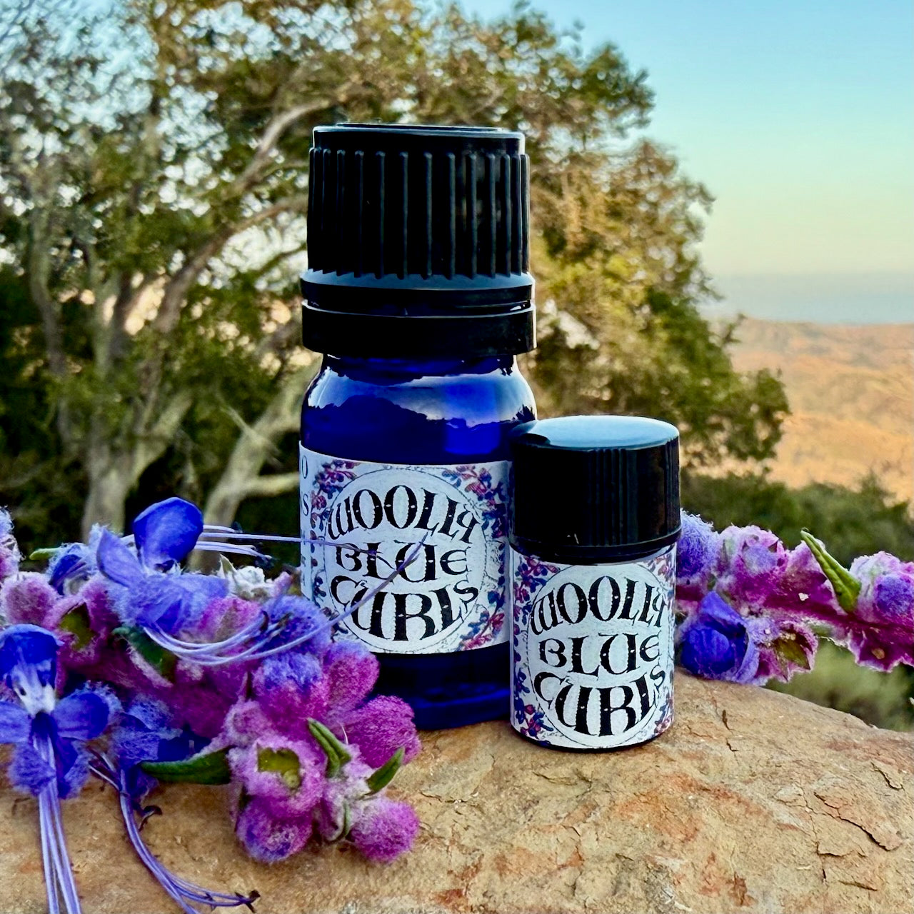 Woolly Blue Curls Essential Oil – Sustainably Wild Grown, Artisan-Distilled, Pure & Genuine (<em>Trichostema lanatum</em>)