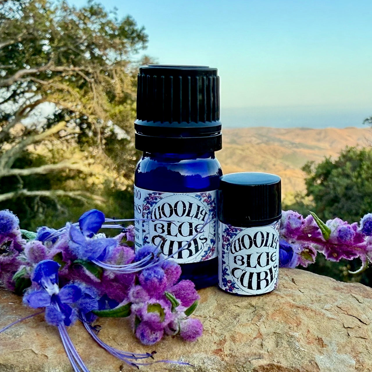Woolly Blue Curls Essential Oil – Sustainably Wild Grown, Artisan-Distilled, Pure & Genuine (<em>Trichostema lanatum</em>)