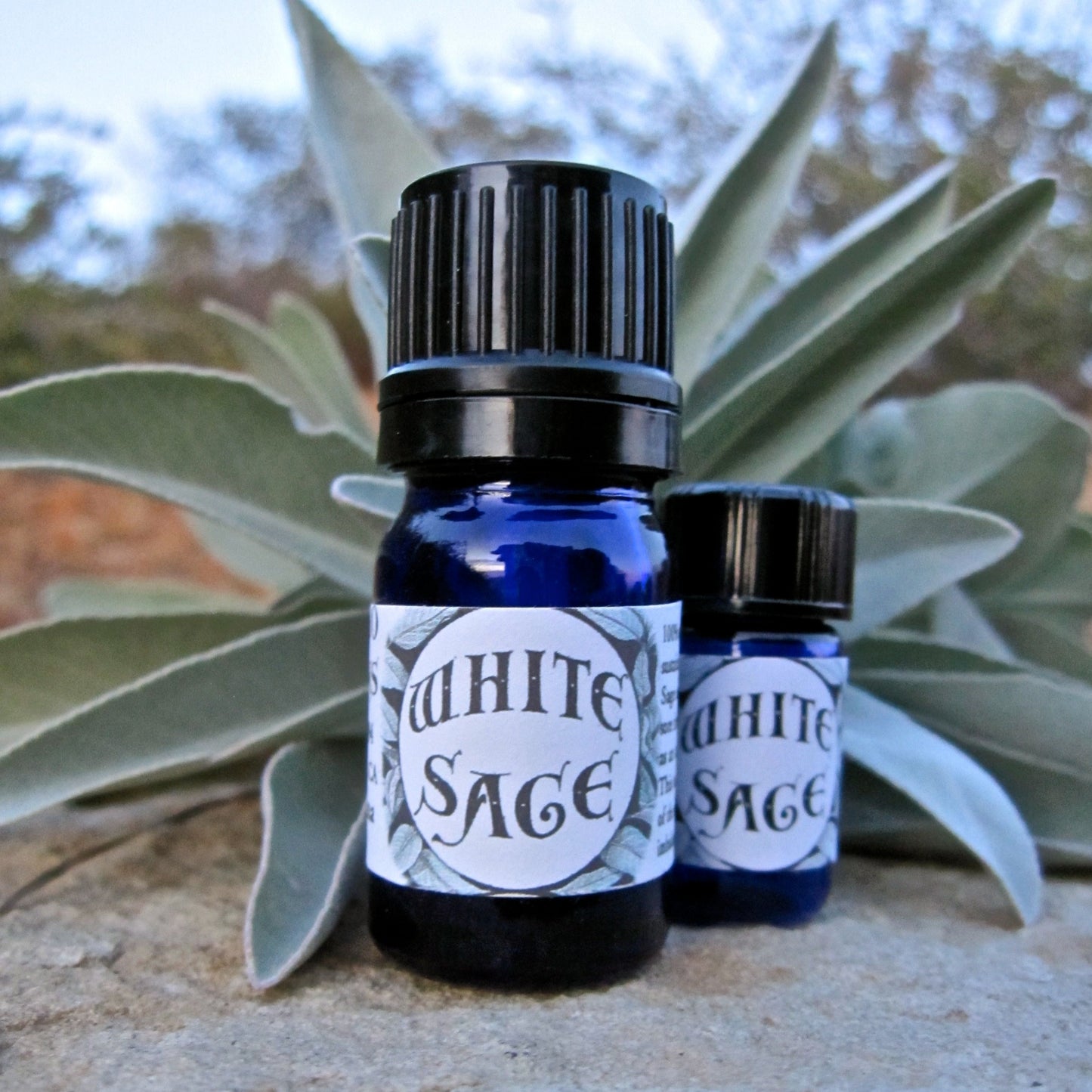 Photograph of cobalt blue essential oil of White Sage
