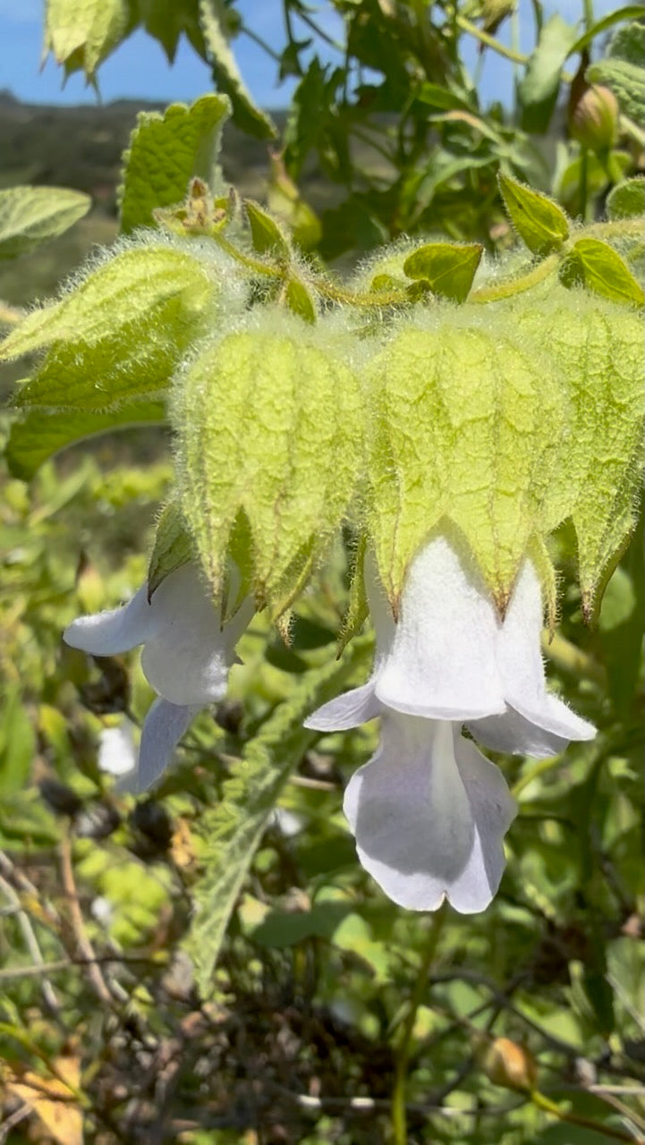 California Pitcher Sage Potion Lotion