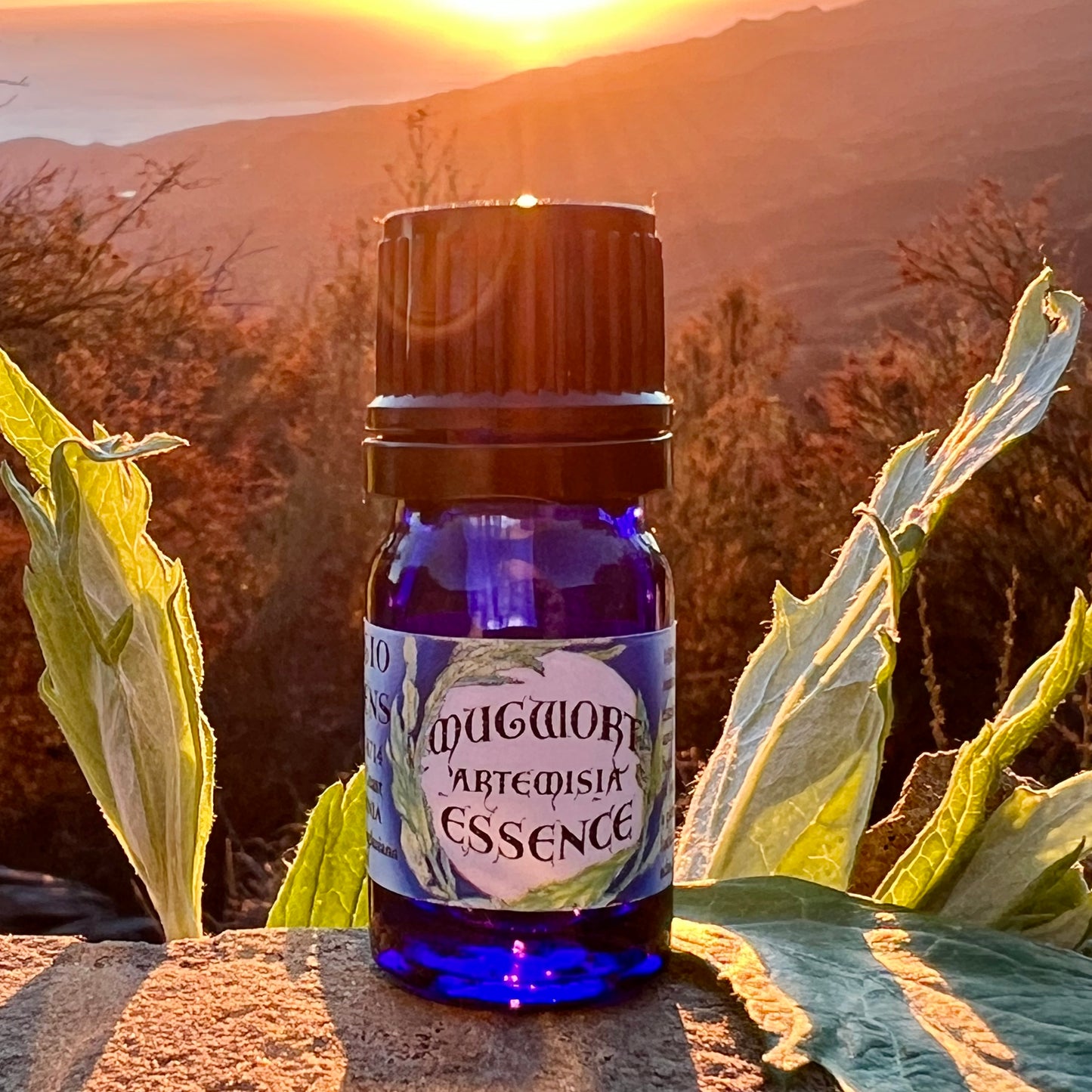 Mugwort essential oil in a 5 mL glass bottle in cobalt blue glass on a rock with a sunset