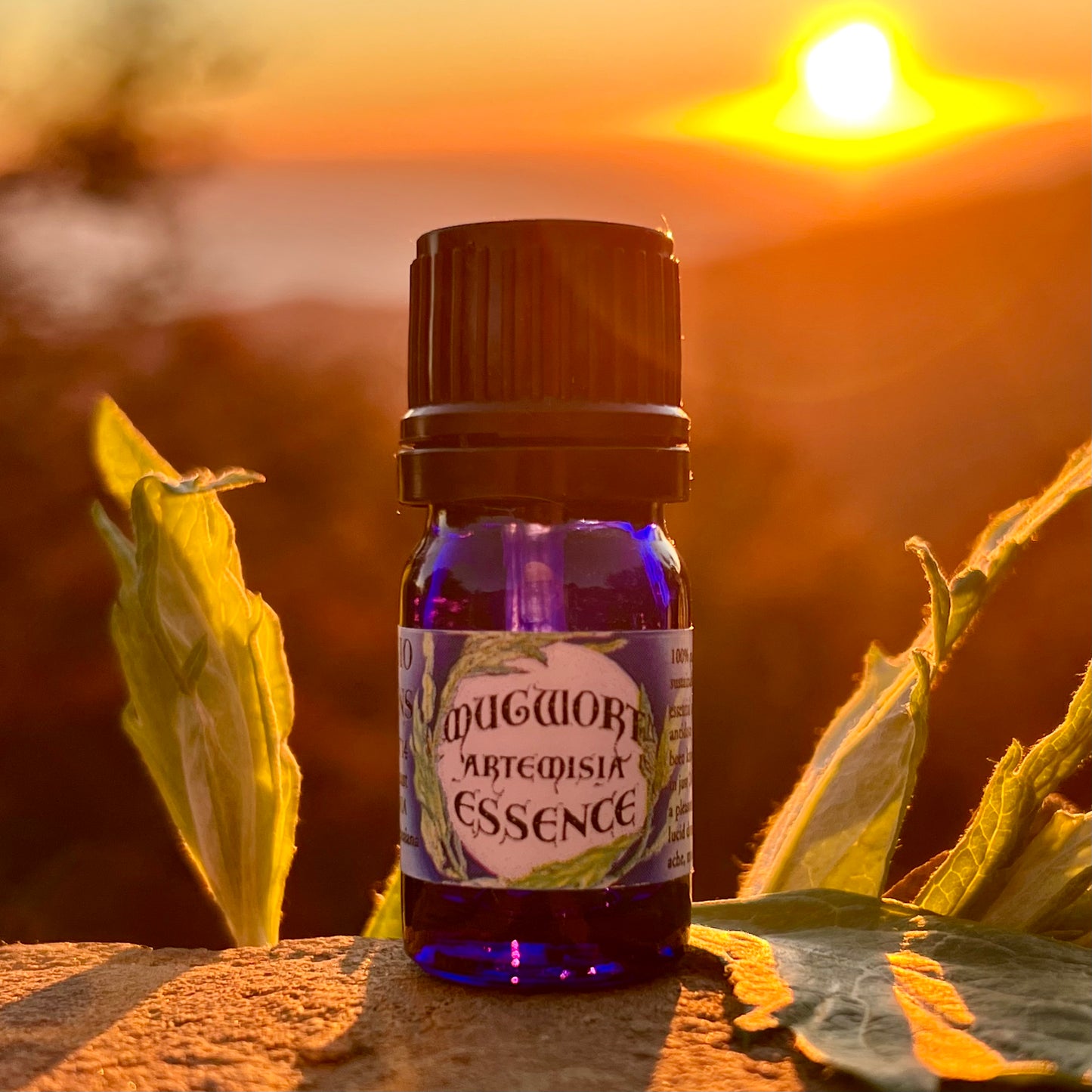 Mugwort essential oil in a 5 mL glass bottle in cobalt blue glass on a rock with a sunset