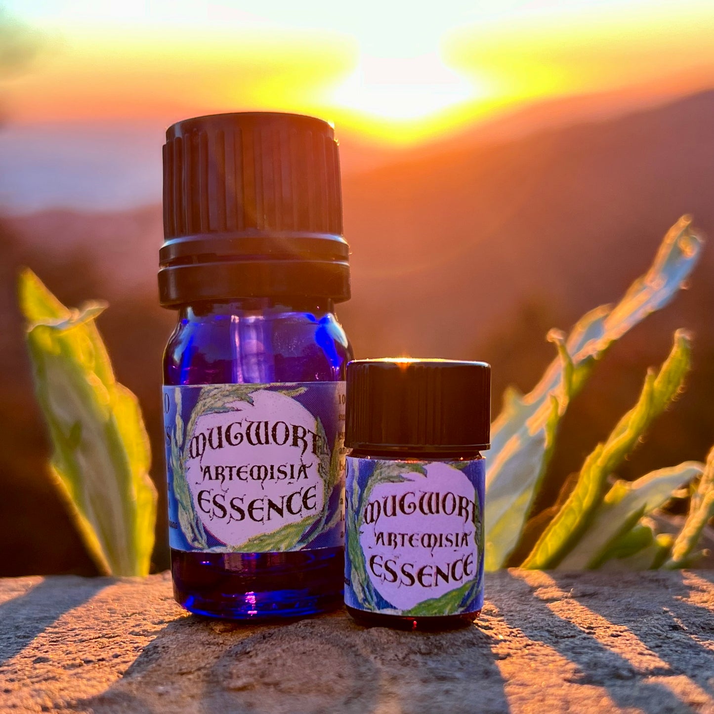 Mugwort essential oil bottles in cobalt blue glass on a rock with a sunset