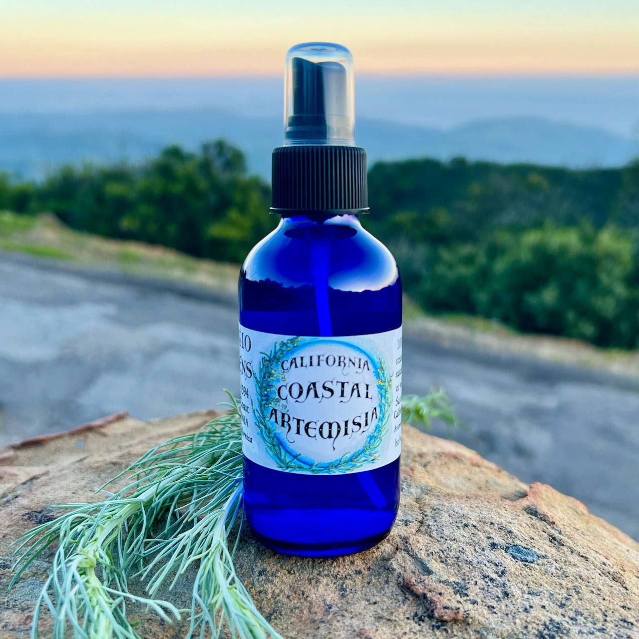 California Coastal Artemisia Hydrosol Bottle in 4 oz cobalt blue glass with sagebrush plant in background