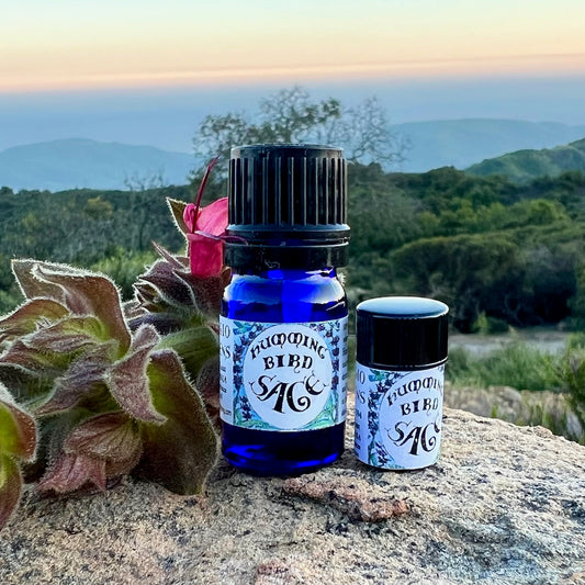Photograph of Hummingbird Sage Essential oil in 5 ml and 2.3 ml size cobalt blue glass bottles on a rock with Hummingbird Sage flower
