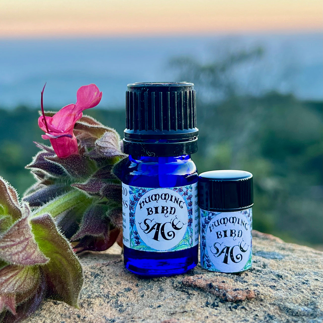 Photograph of Hummingbird Sage Essential oil in 5 ml and 2.3 ml size cobalt blue glass bottles on a rock with Hummingbird Sage flower
