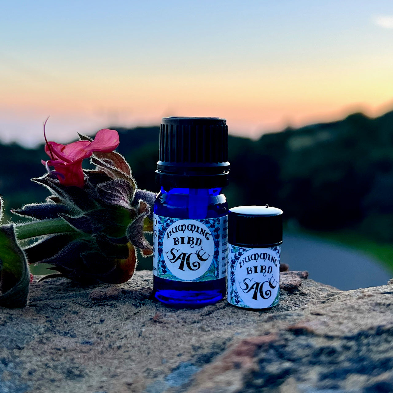 Photograph of Hummingbird Sage Essential oil in 5 ml and 2.3 ml size cobalt blue glass bottles on a rock with Hummingbird Sage flower