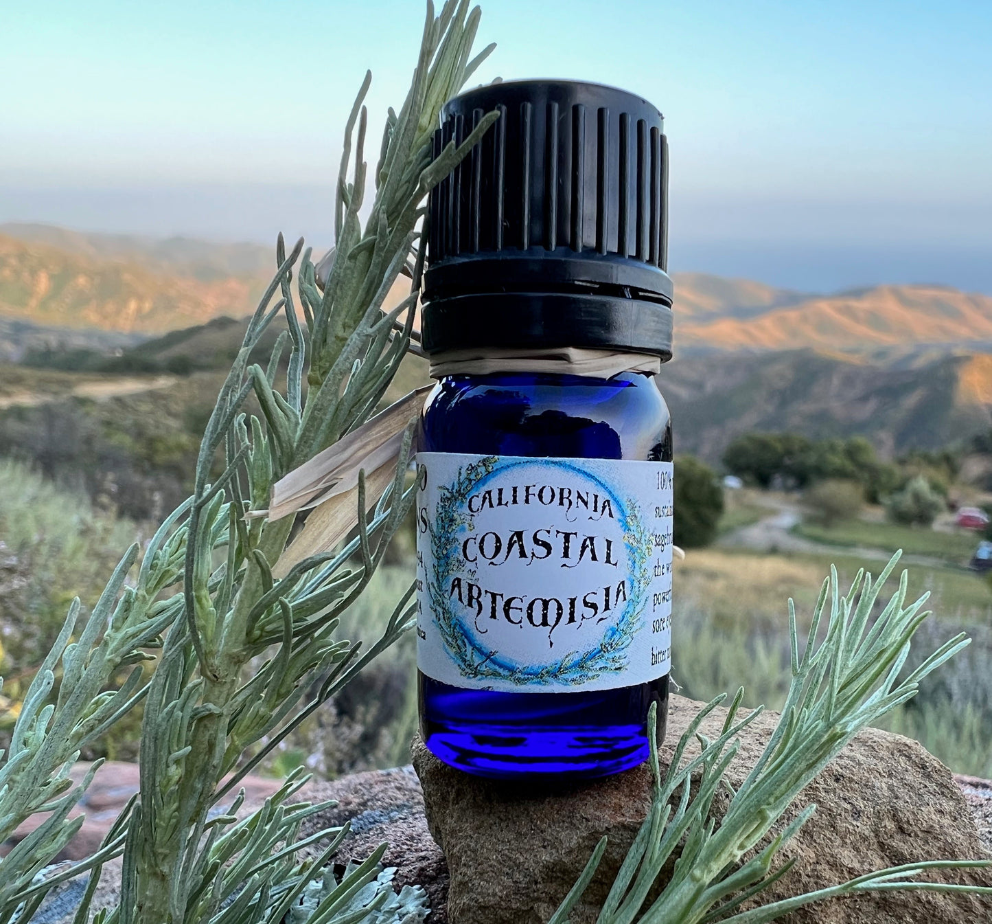 photo of cobalt blue bottle 5 ml size with sagebrush