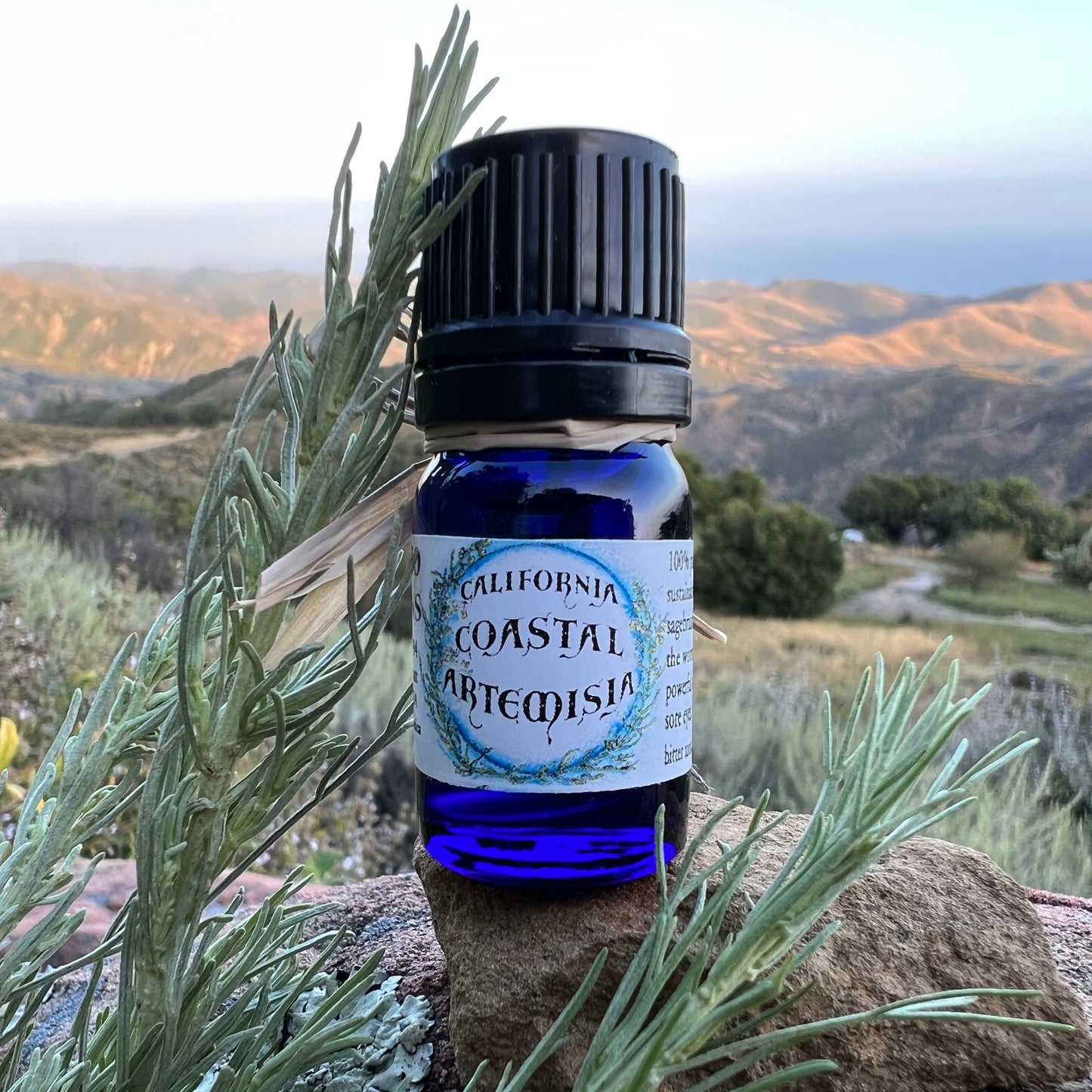 photograph of 5 ml cobalt blue bottle filled with California Coastal Artemisia essential oil on a rock with sagebrush and hills and ocean in the background
