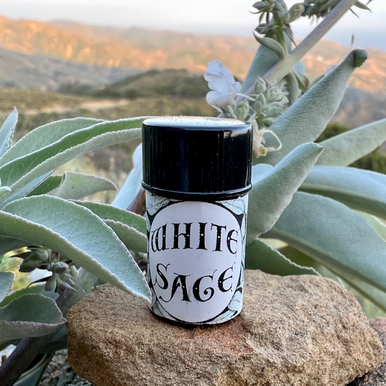 Photo of White sage essential oil in 2.3 ml cobalt blue bottles with sage leaves and flowers and the rolling hills and sunset over the ocean in the background