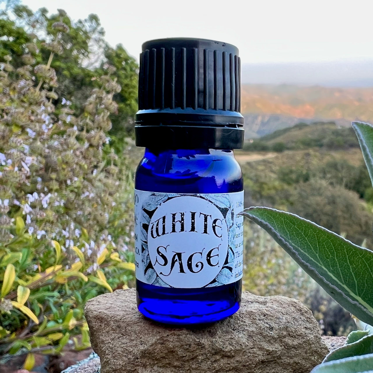 Photo of White sage essential oil in 5 ml cobalt blue bottles with sage leaves and flowers and the rolling hills and sunset over the ocean in the background