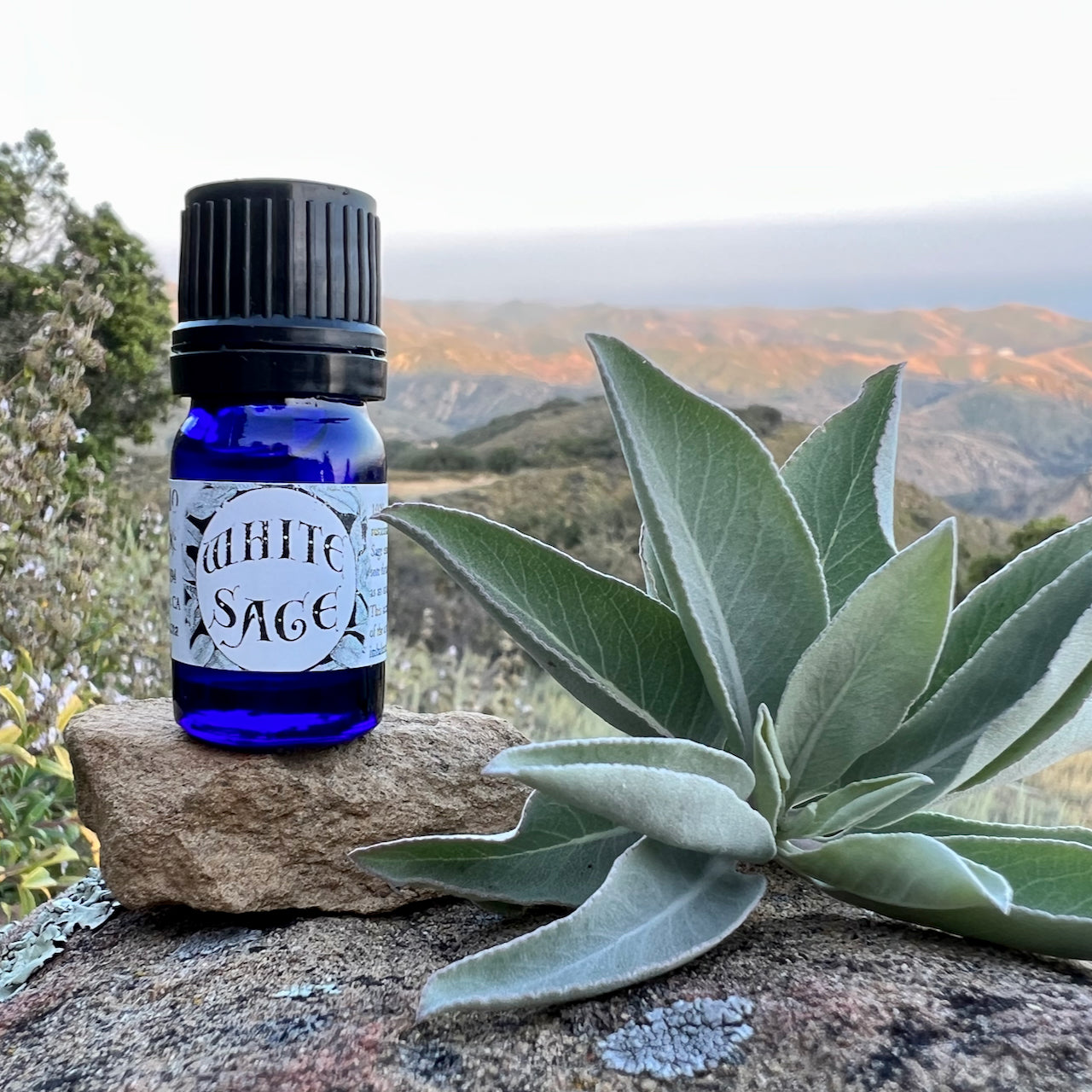 Photo of White sage essential oil in 5 ml cobalt blue bottles with sage leaves and flowers and the rolling hills and sunset over the ocean in the background