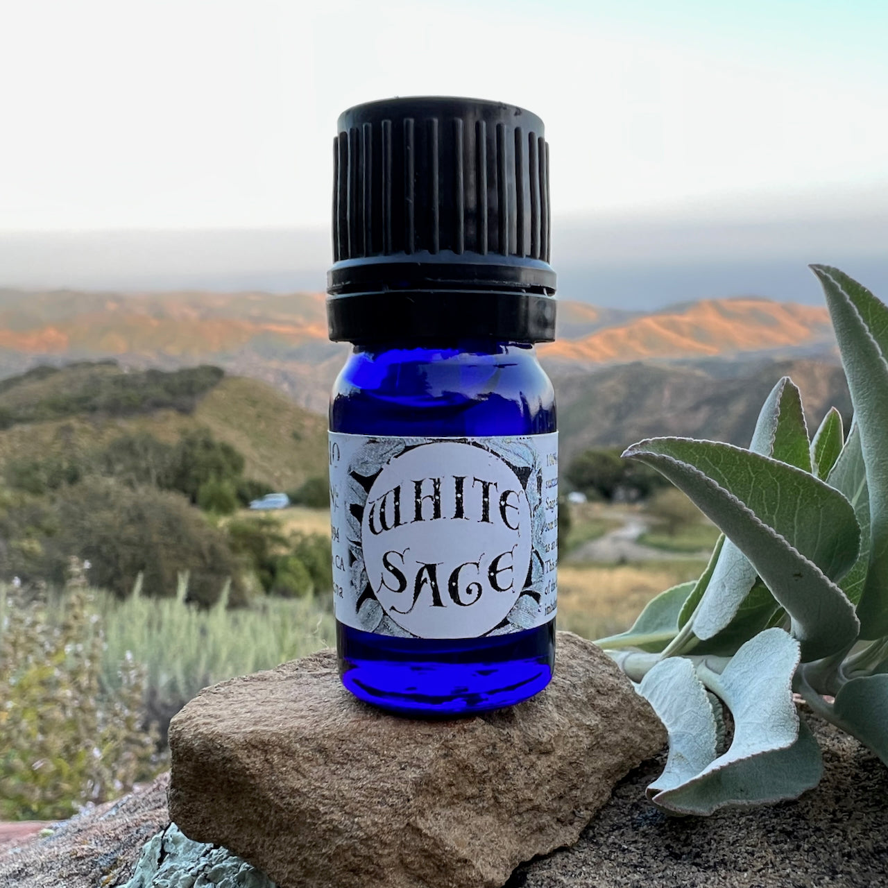 Photo of White sage essential oil in 5 ml cobalt blue bottles with sage leaves and flowers and the rolling hills and sunset over the ocean in the background