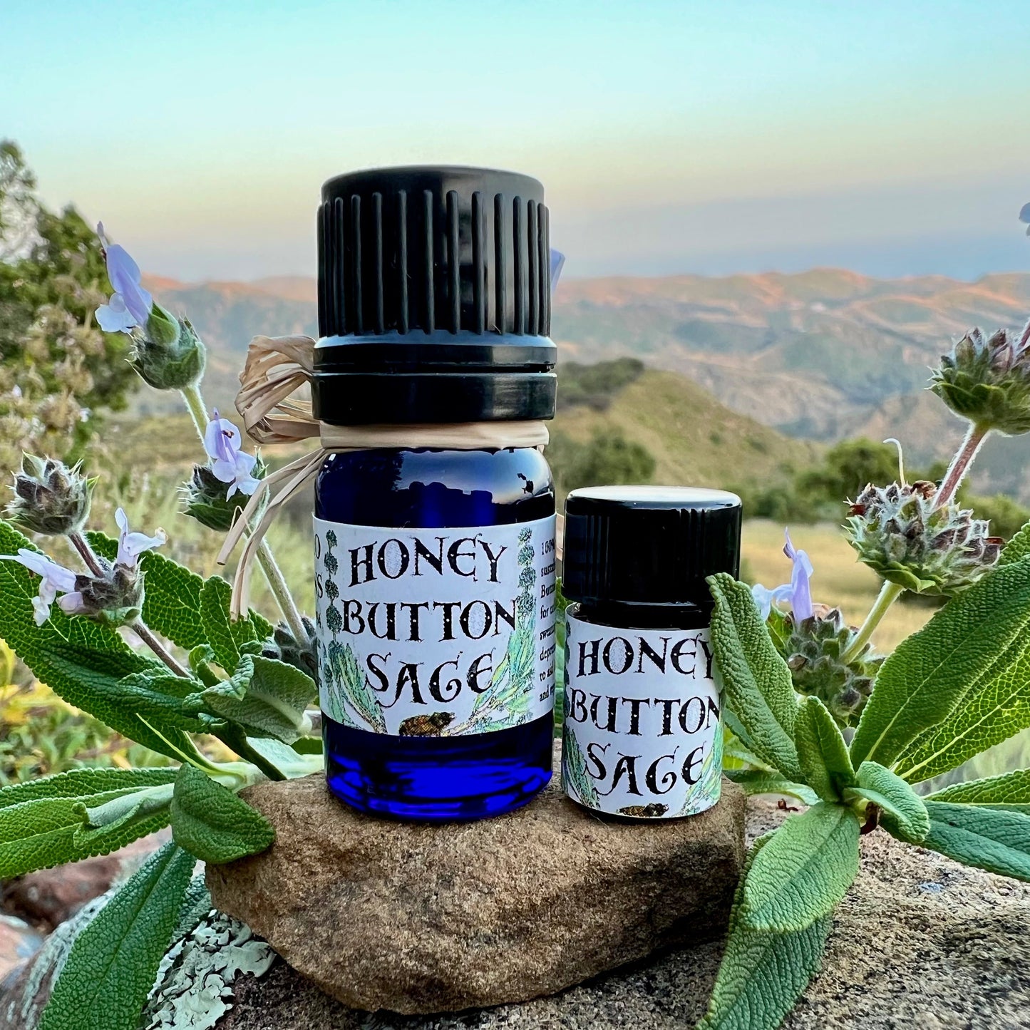 Honey Button Sage Essential Oil (Sustainably Wild Grown Pure and Genuine Artisan *Salvia mellifera* Black Sage)