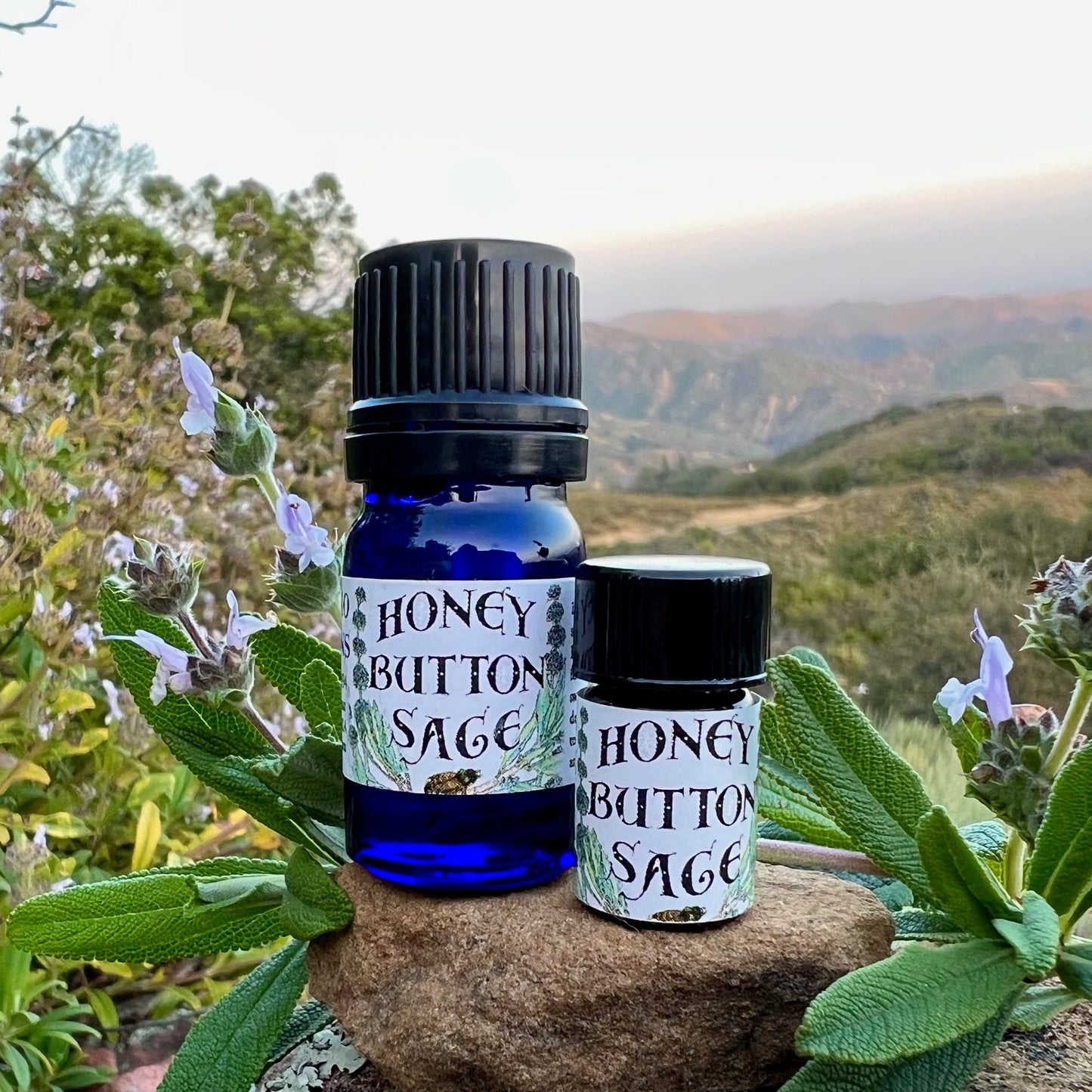 Photograph of Honey Button Sage cobalt blue 5 ml and 5/8 dram bottles with sage leaves and flowers