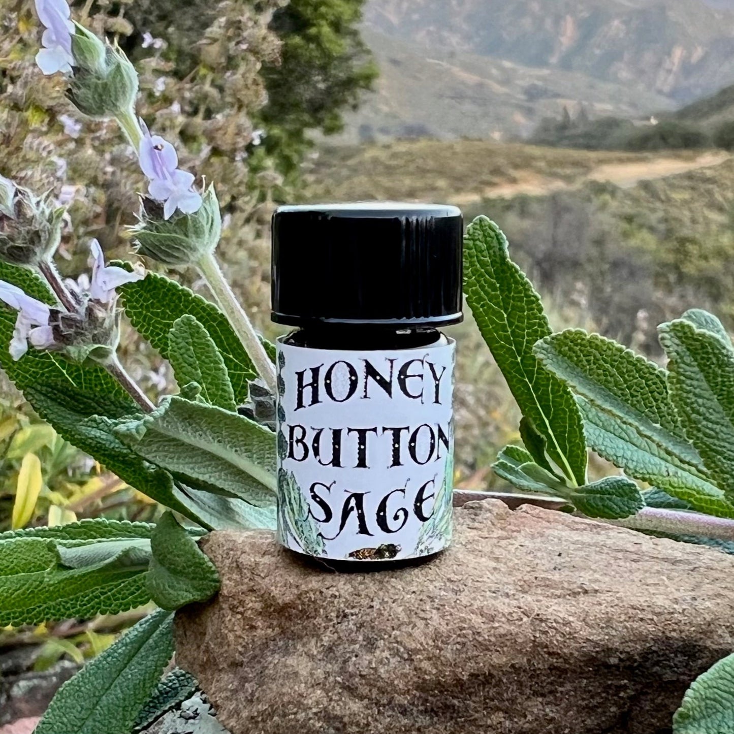 Photograph of Honey Button Sage essential oil cobalt blue 5/8 dram bottles on a rock with Black sage flowers and leaves and our Refugio Gardens Ranch in the background