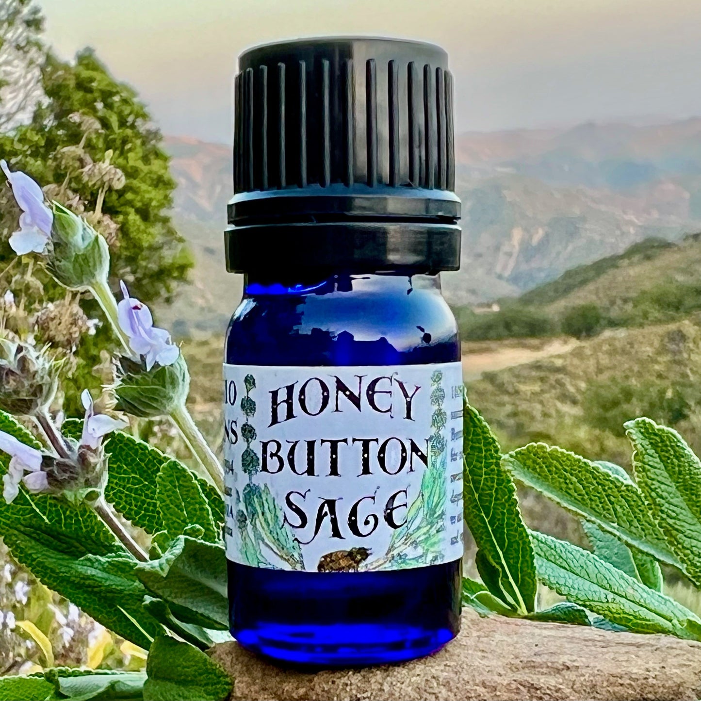 Photograph of Honey Button Sage cobalt blue 5 ml