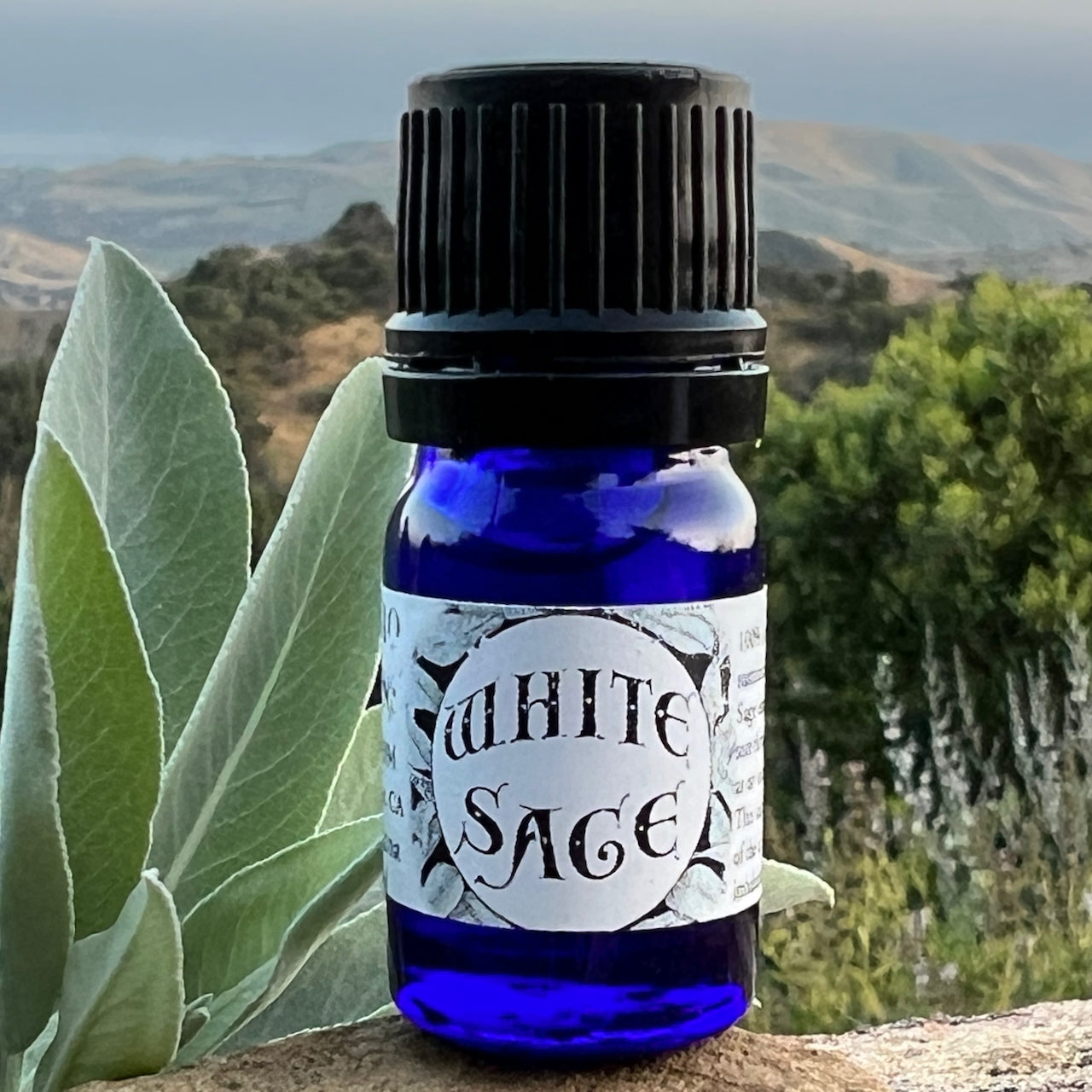 Photo of White sage essential oil in 5 ml cobalt blue bottle with sage leaves and flowers and the rolling hills and sunset over the ocean in the background