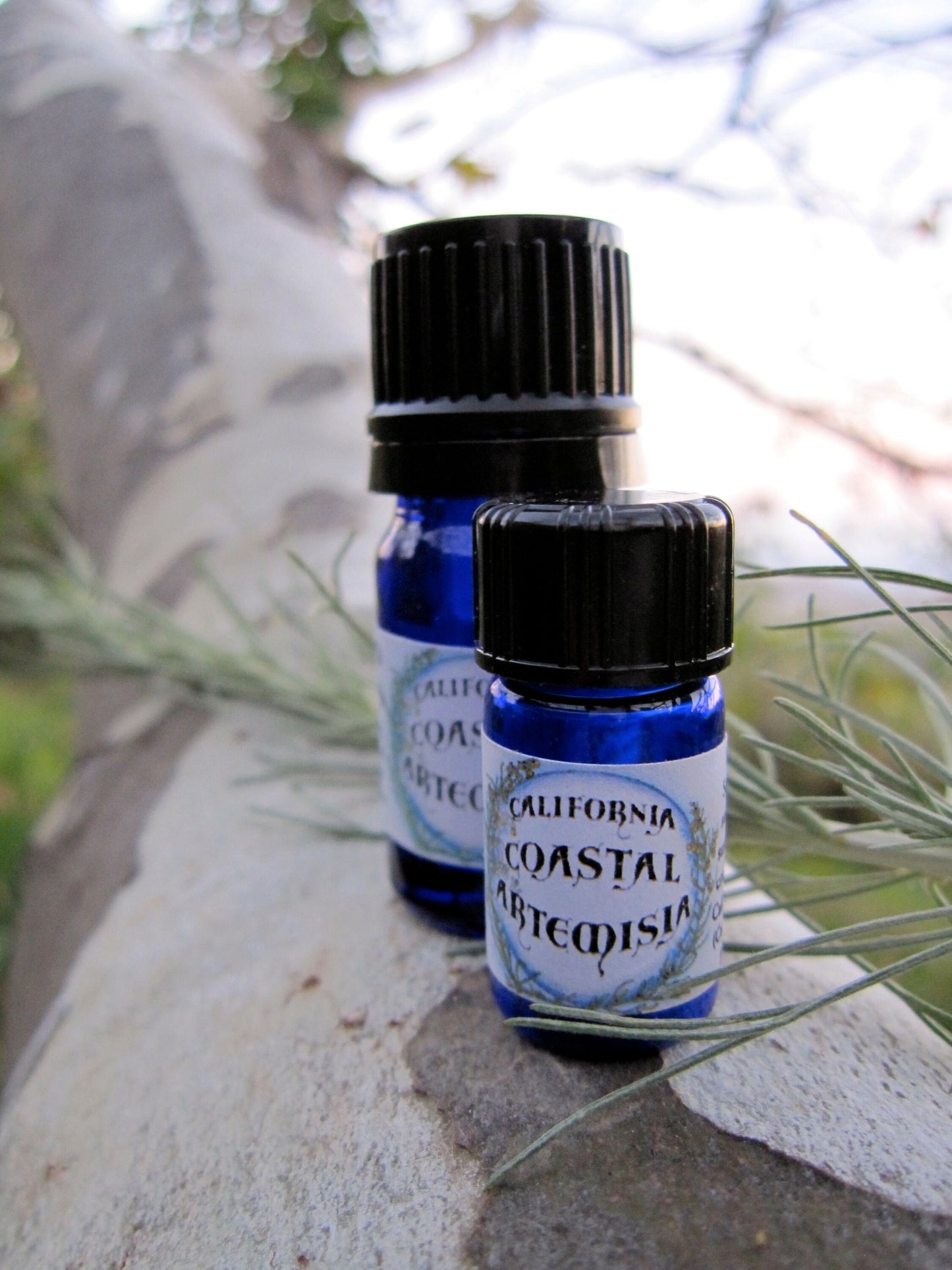 picture of bottles of california sagebrush essential oil (artemisia californica)