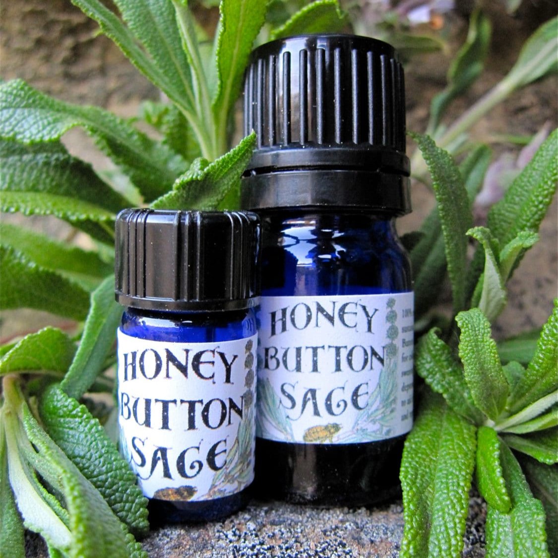 Photograph of Honey Button Sage cobalt blue 5 ml and 5/8 dram bottles