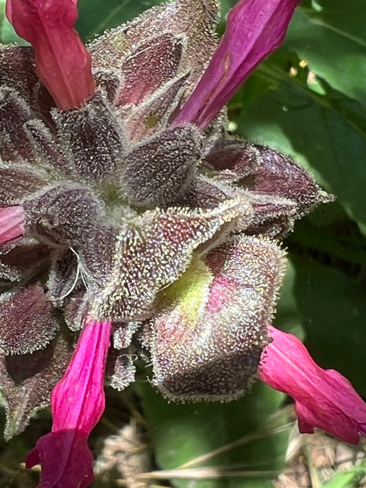 Hummingbird Sage plant with purple flowers growing in natural California habitat
