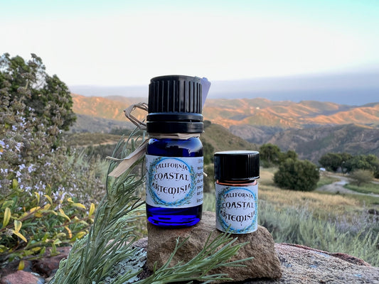 Therapeutics of California Sagebrush: A Medicinal California Native Plant Profile