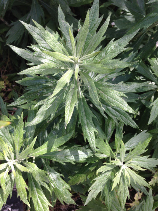 Therapeutics of California Mugwort: A Medicinal California Native Plant Profile