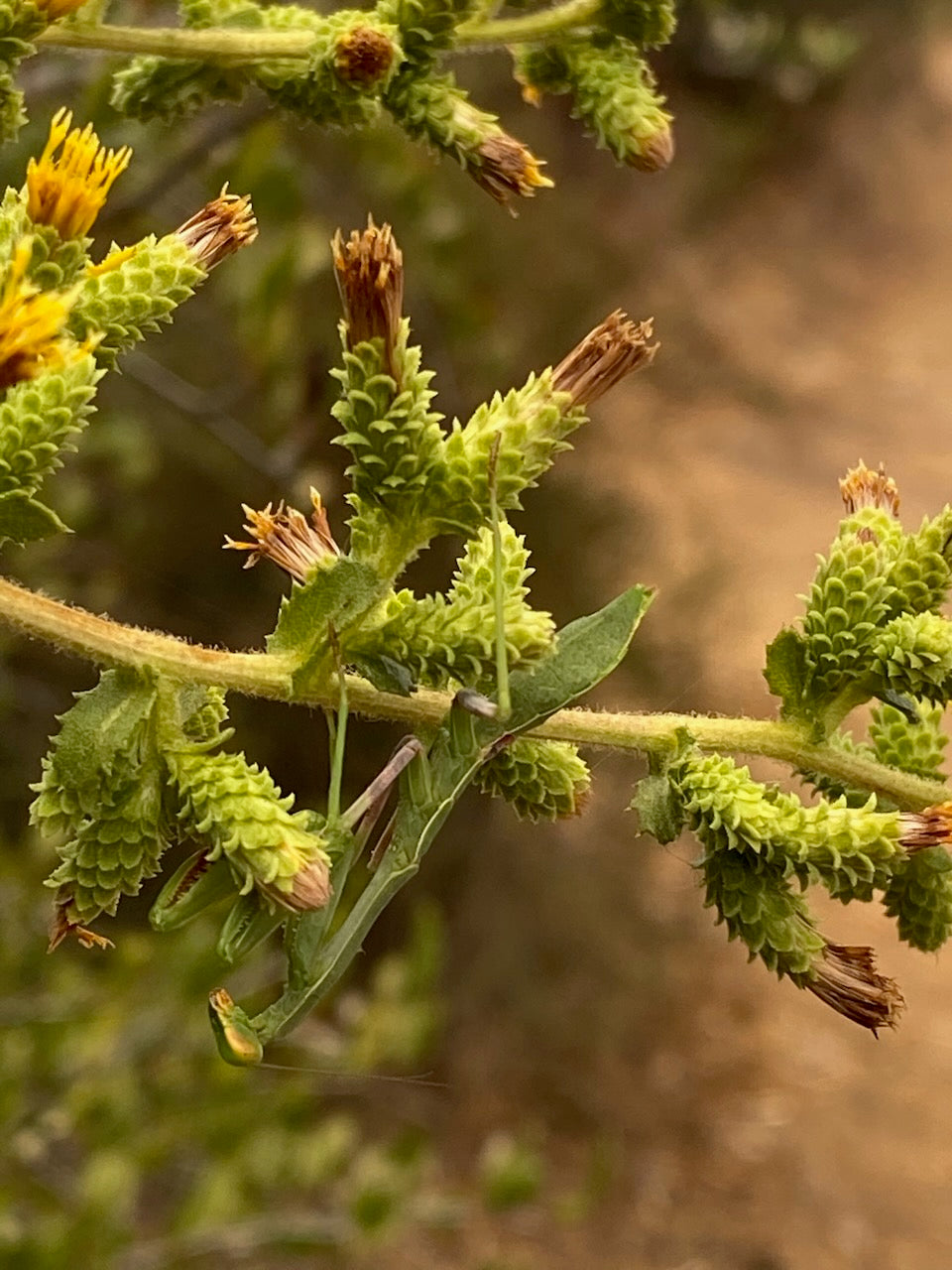 Photo of Goldenbush plant with a Praying Mantis