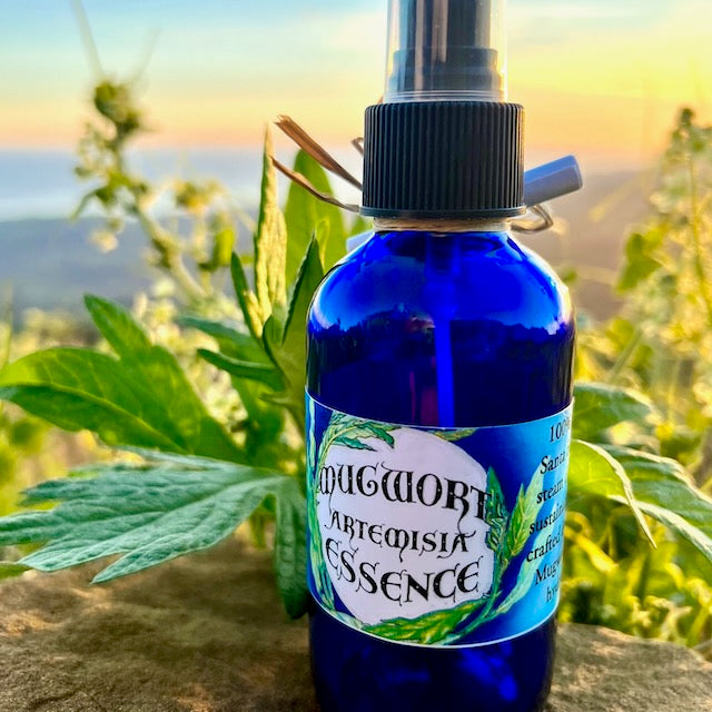 Photograph of Mugwort Artemisia Essence 4 ounce cobalt blue glass bottle filled with hydrosol with a mugwort leaf  on a rock with the sunset, mountains and ocean in the background