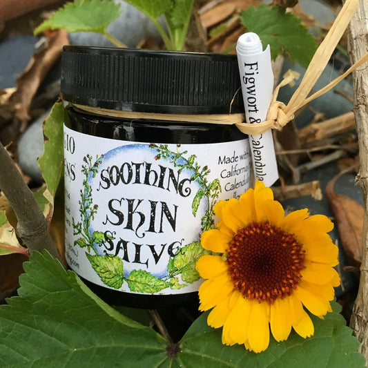 Photograph of Soothing Skin Salve with Calendula flower and malva and figwort leaves