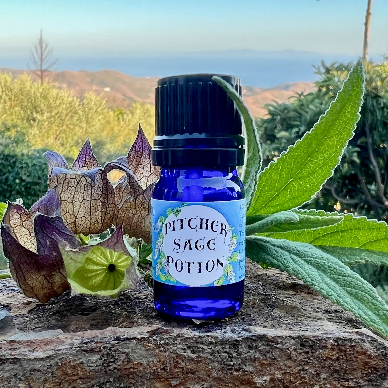 Pitcher Sage Essential Oil – Sustainably Wild Grown, Artisan-Distilled, Pure & Genuine (<em>Lepechinia calycina</em>)