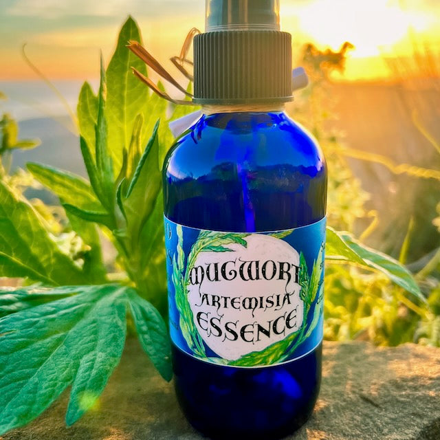 Photograph of Mugwort Artemisia Essence 4 ounce cobalt blue glass bottle filled with hydrosol with a mugwort leaf  on a rock with the sunset, mountains and ocean in the background