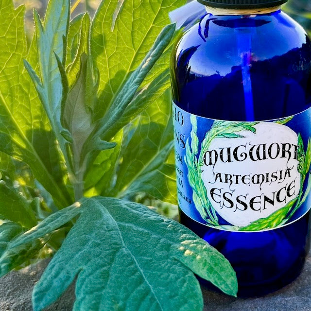 Photograph of Mugwort Artemisia Essence 4 ounce cobalt blue glass bottle filled with hydrosol with a mugwort leaf 