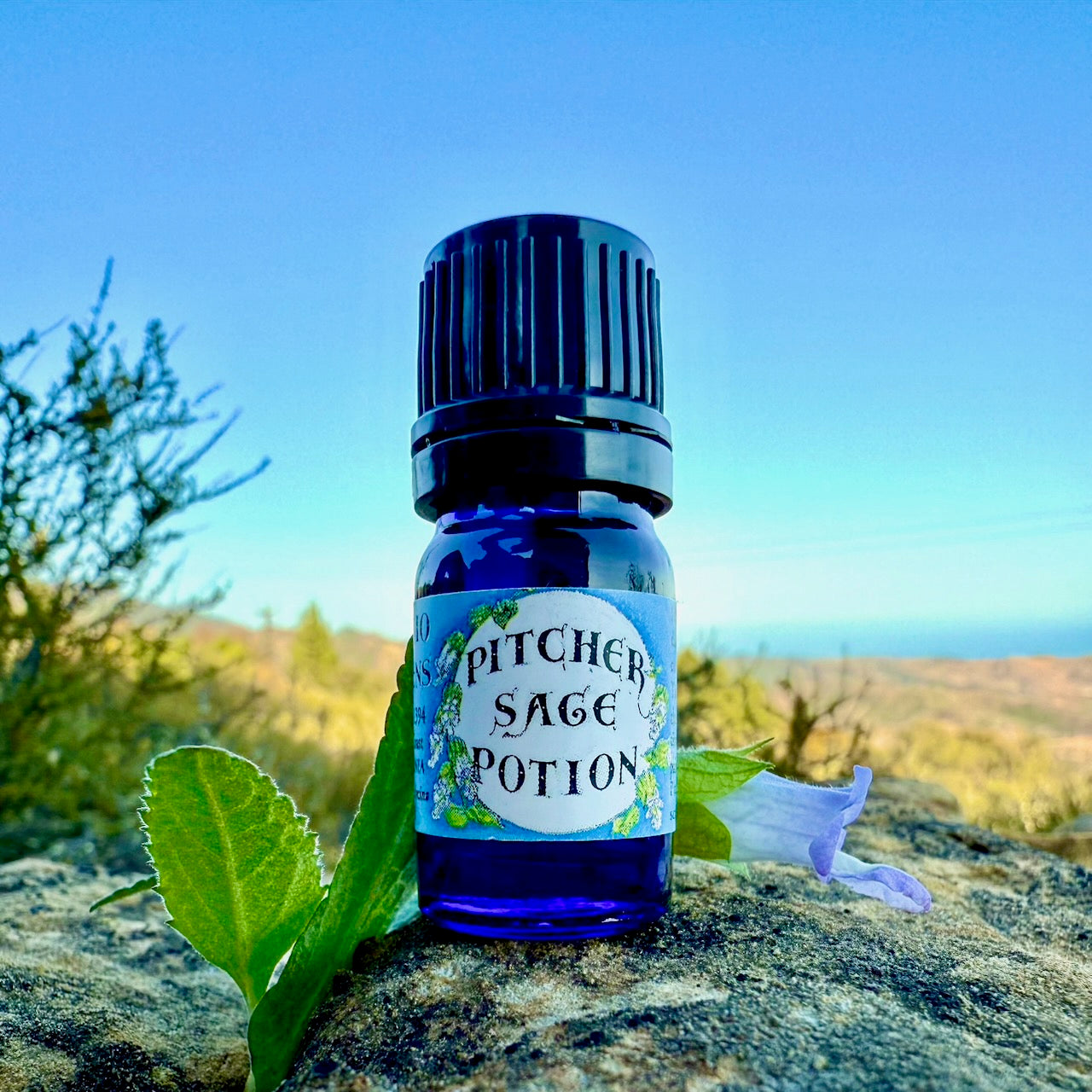 Pitcher Sage Essential Oil – Sustainably Wild Grown, Artisan-Distilled, Pure & Genuine (<em>Lepechinia calycina</em>)