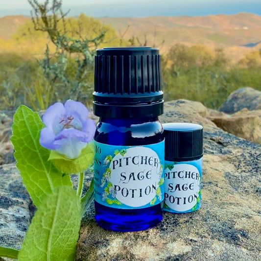 Pitcher Sage Essential Oil – Sustainably Wild Grown, Artisan-Distilled, Pure & Genuine (<em>Lepechinia calycina</em>)