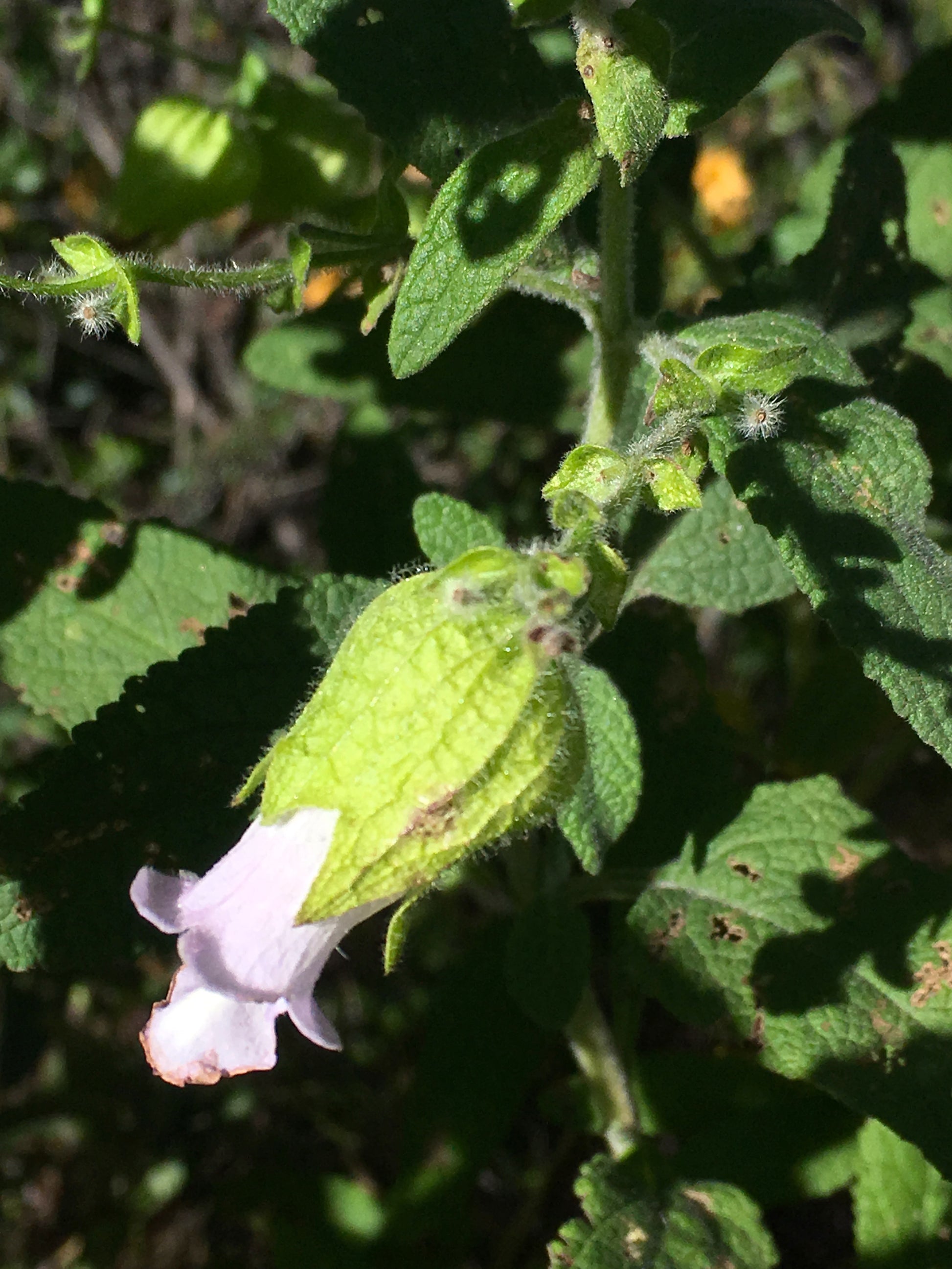 Photograph of pitcher sage flower