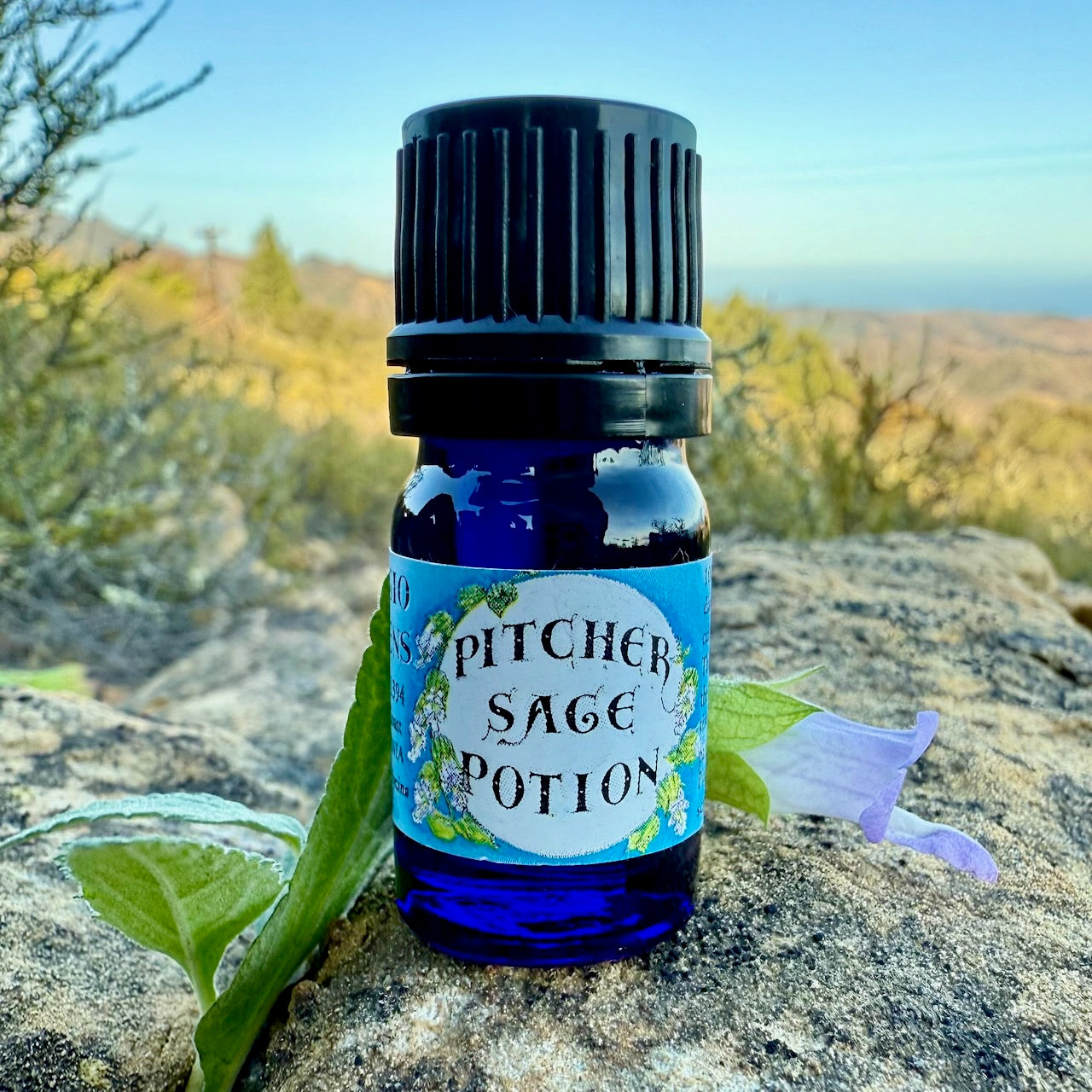 Pitcher Sage Essential Oil – Sustainably Wild Grown, Artisan-Distilled, Pure & Genuine (<em>Lepechinia calycina</em>)