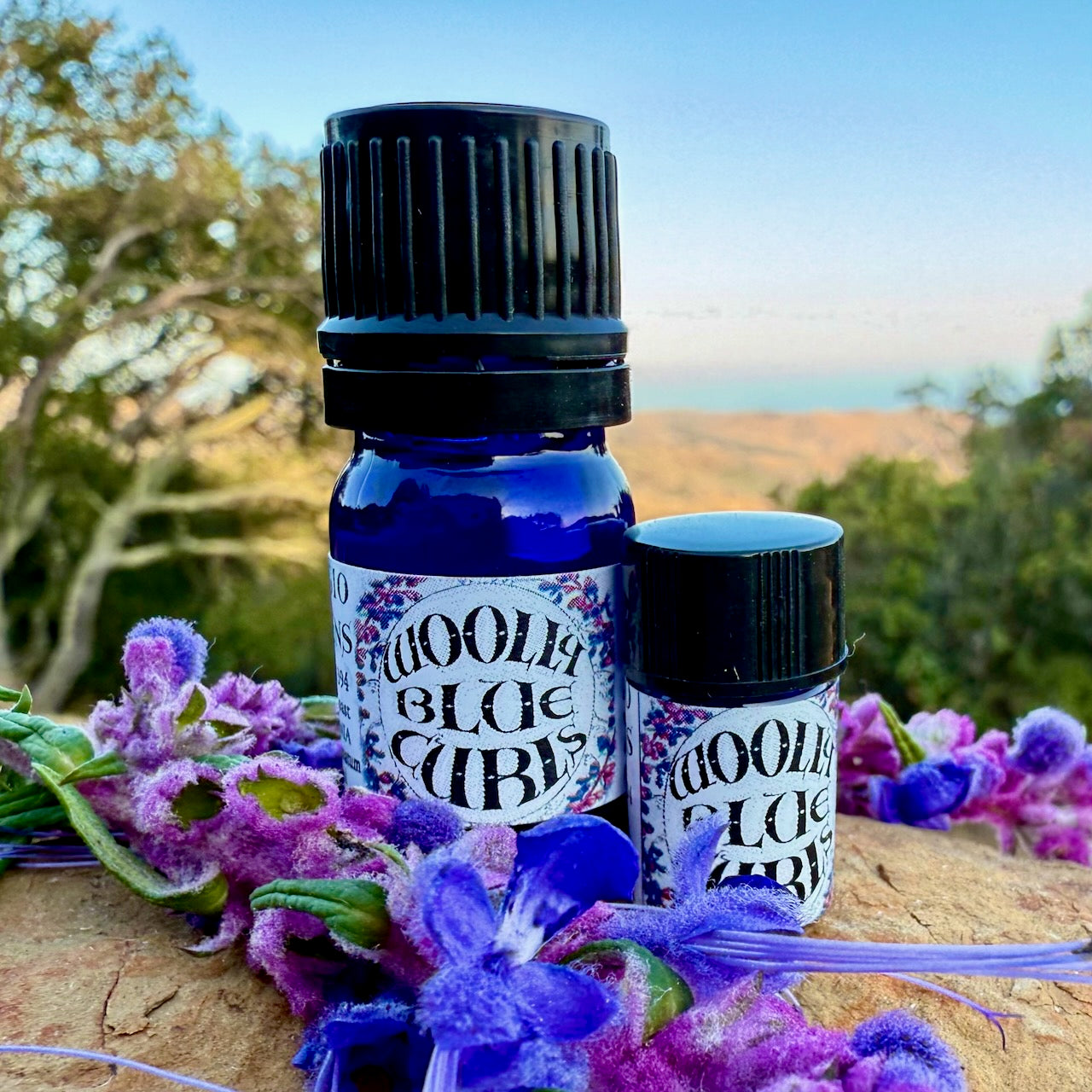 Woolly Blue Curls Essential Oil – Sustainably Wild Grown, Artisan-Distilled, Pure & Genuine (<em>Trichostema lanatum</em>)