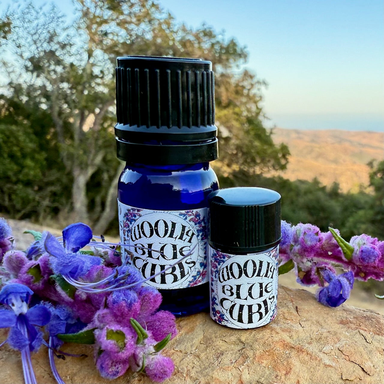 Woolly Blue Curls Essential Oil – Sustainably Wild Grown, Artisan-Distilled, Pure & Genuine (<em>Trichostema lanatum</em>)